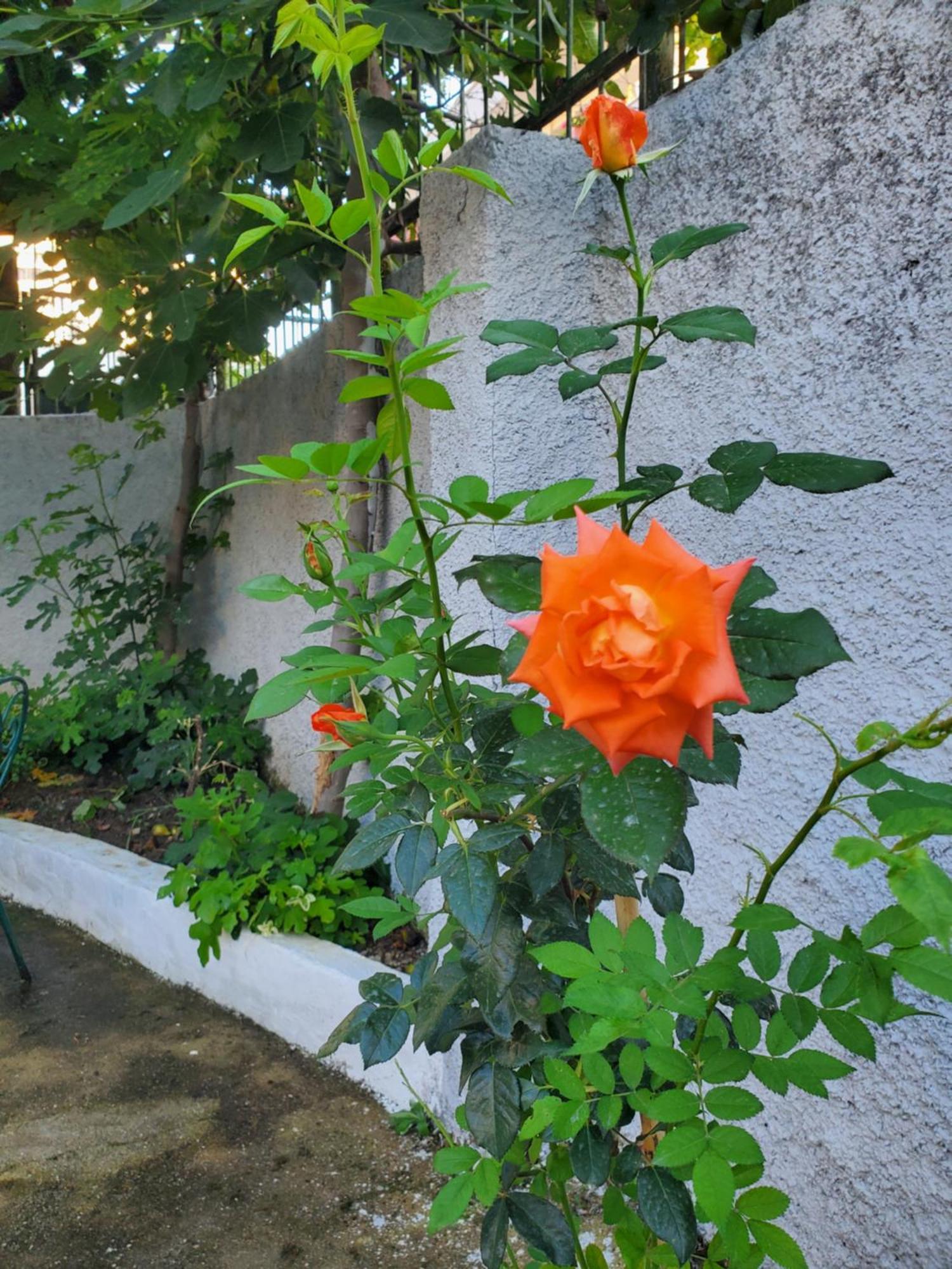Unique Traditional House, Hosted By J&G Tirana Exterior foto